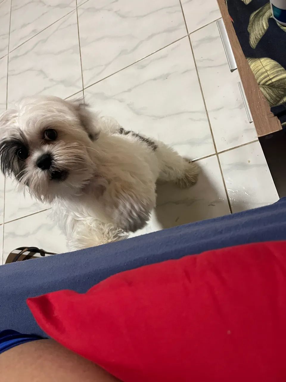 Shihtzu  - Foto 4