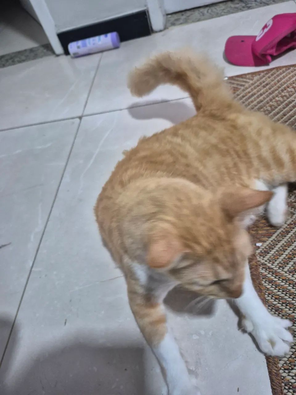 Doação de gato - Foto 3