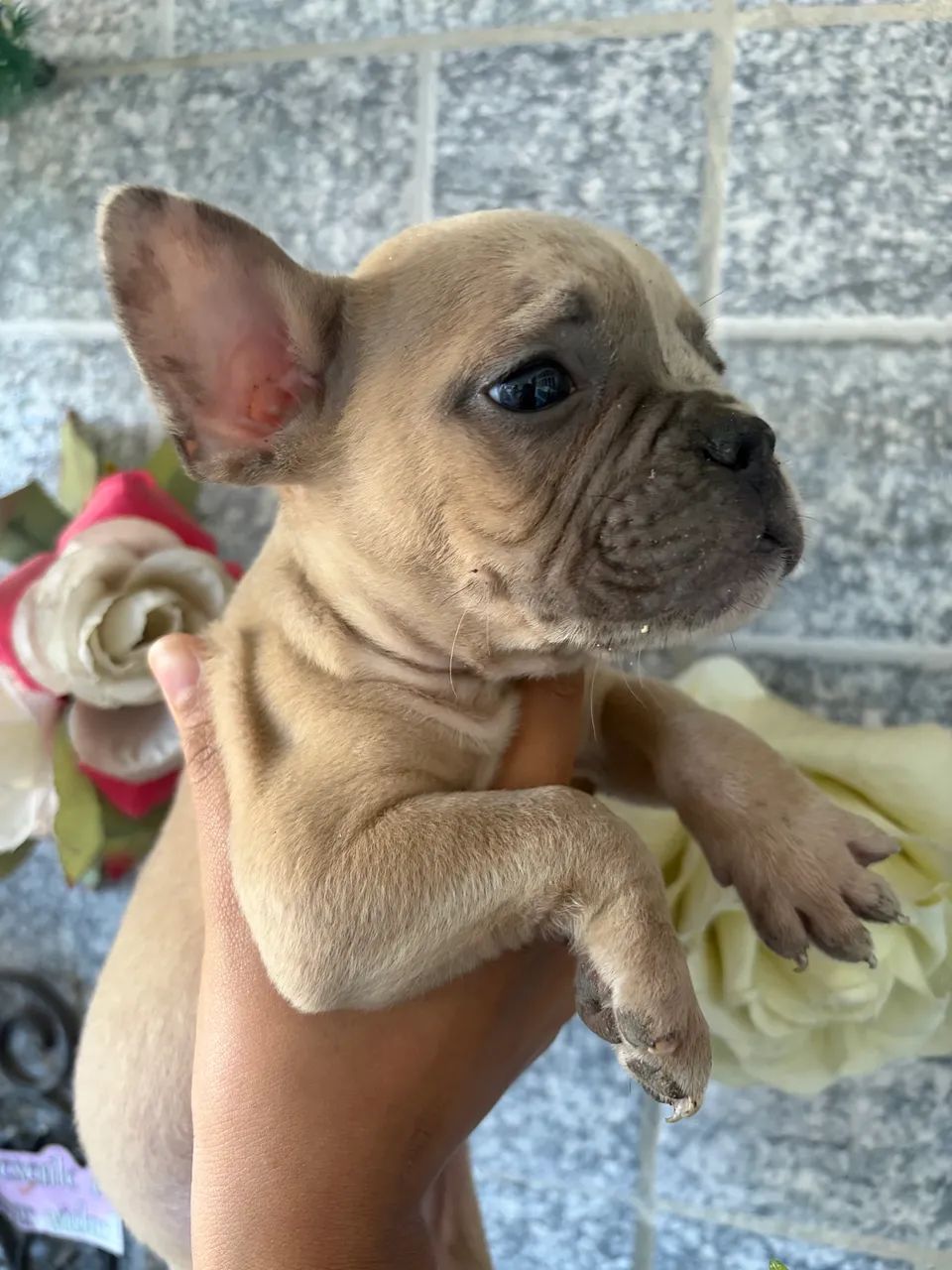 American Bully  - Foto 5