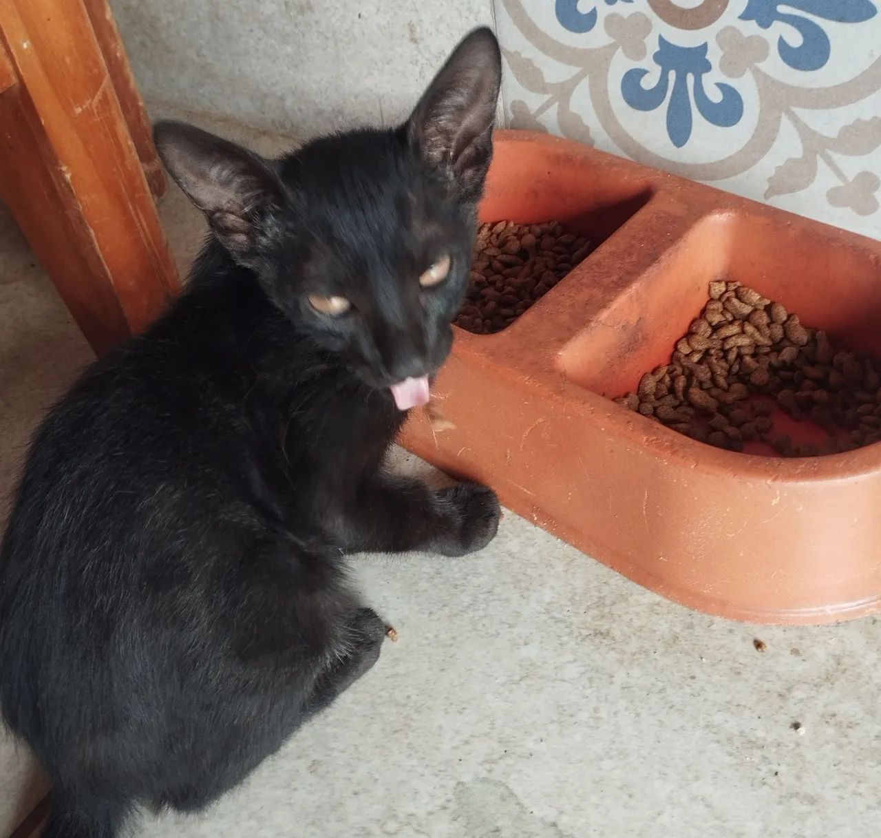 Doação de Gatinhos - Foto 3