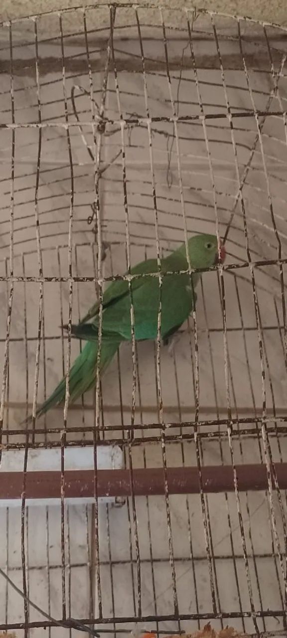 Gaiola 