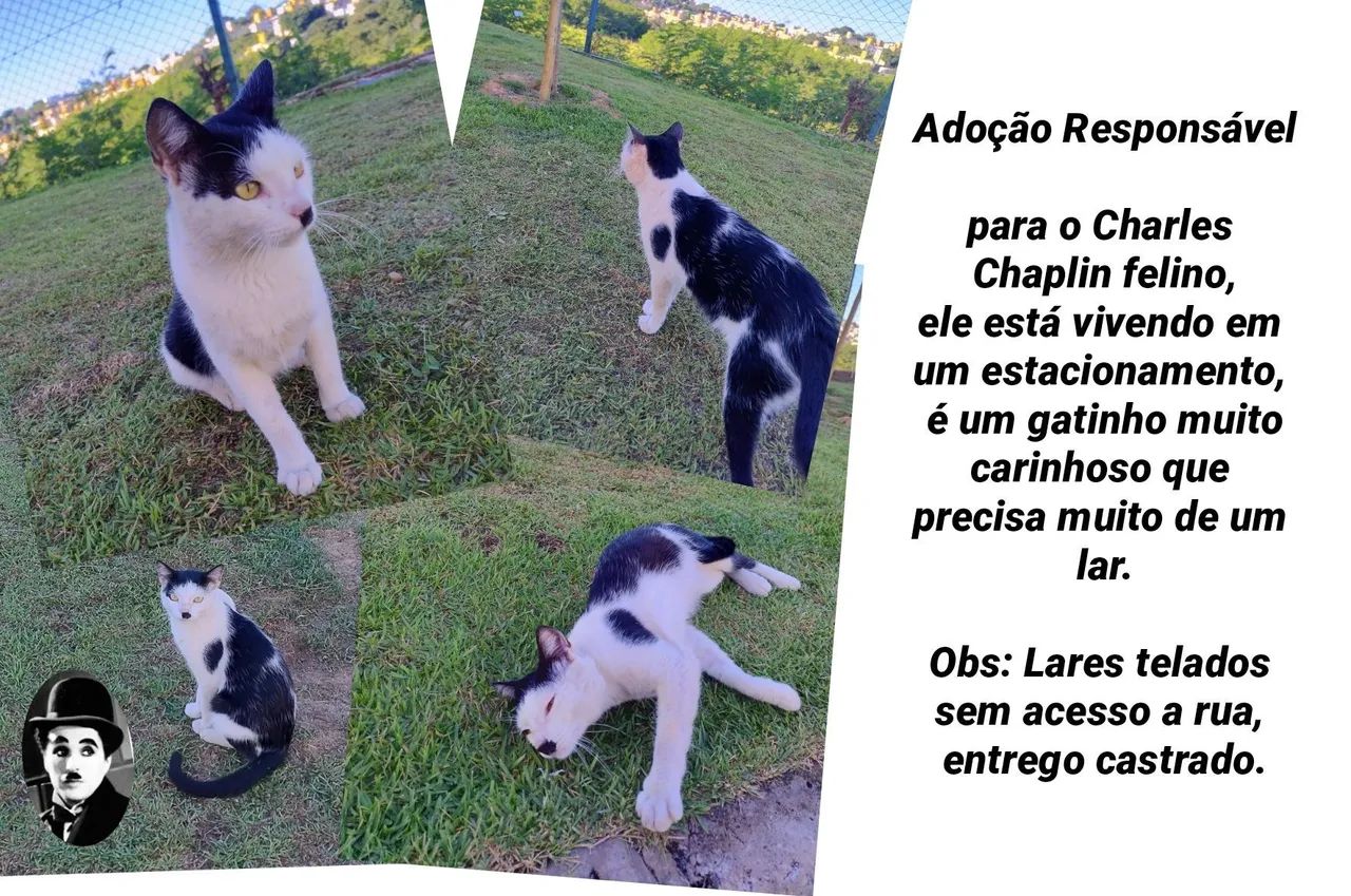 Charles Chaplin felino gatinho adoção responsável  - Foto 5
