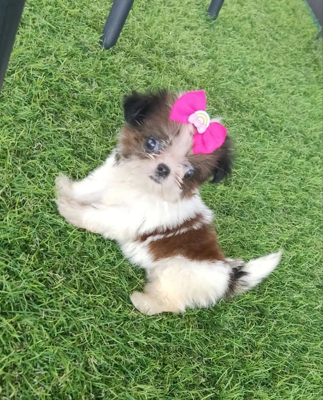 Shitzu fêmea micro ? - Foto 4