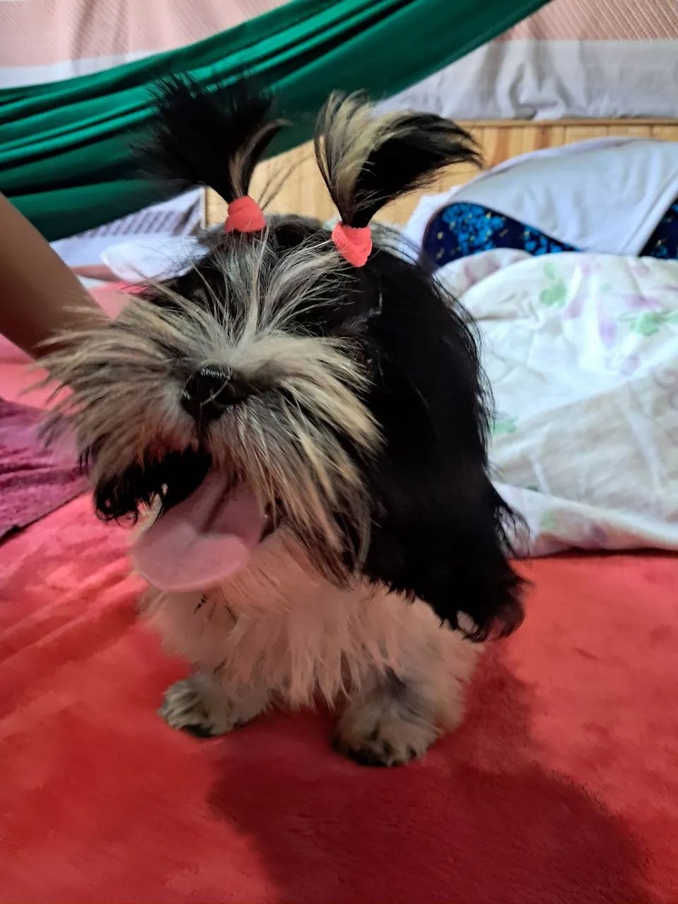 Shih tzu fêmea  - Foto 3