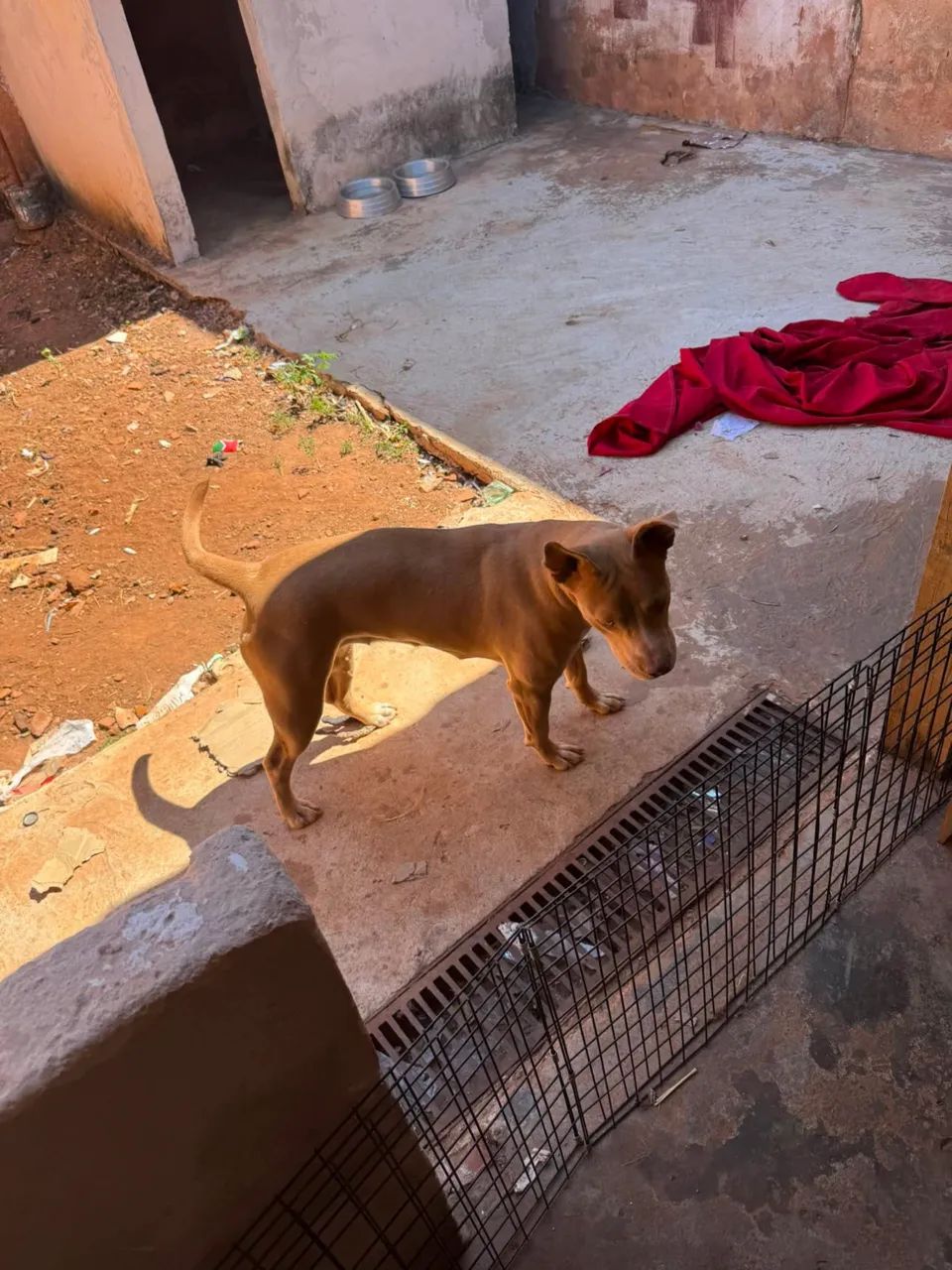 Doação de cachorro  - Foto 2
