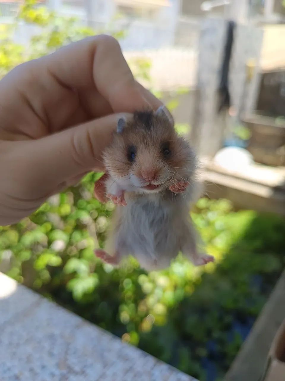 Hamster Angorá em Maceió 