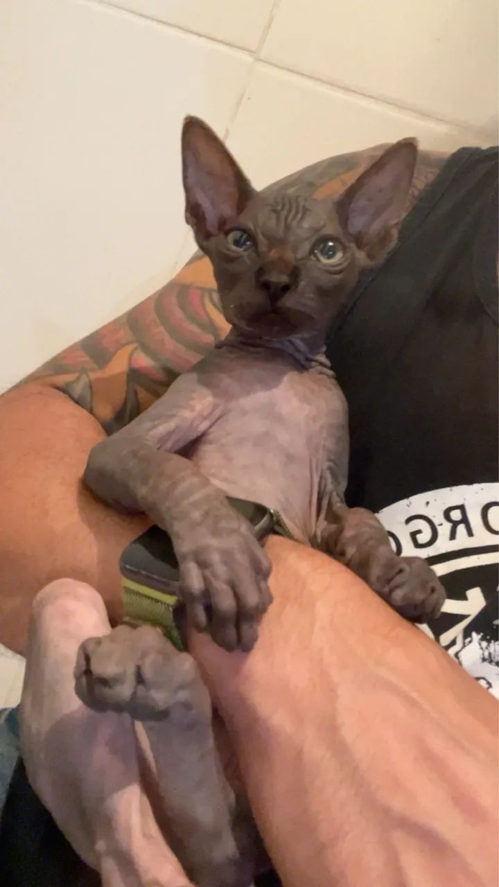 Sphynx Filhote Macho 3 meses - Foto 2