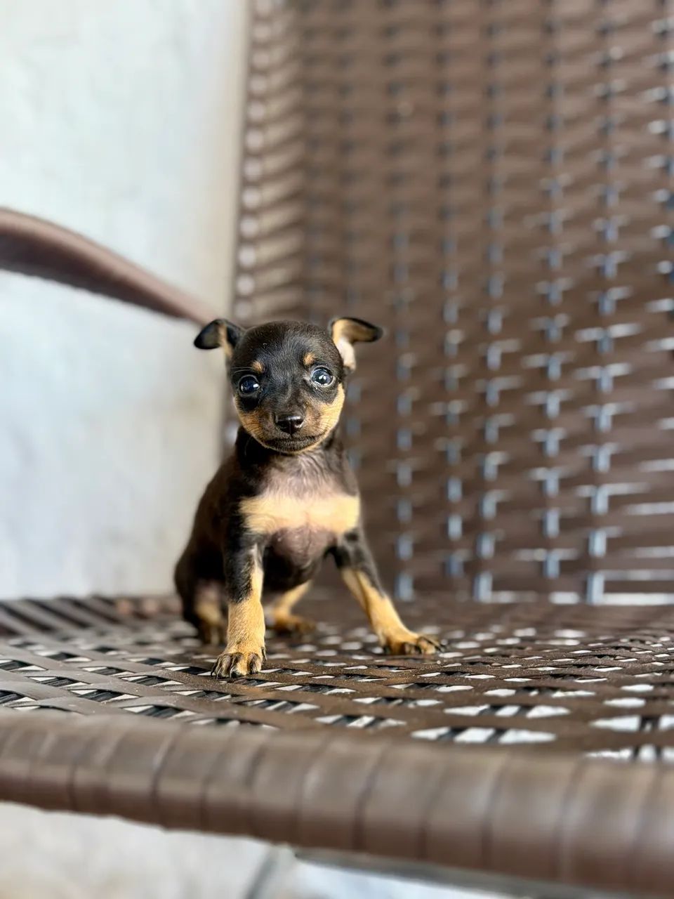 Pinscher macho zero 