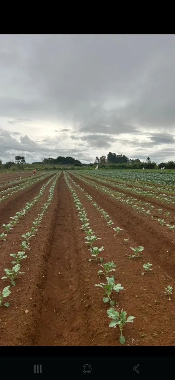 Empregado Rural