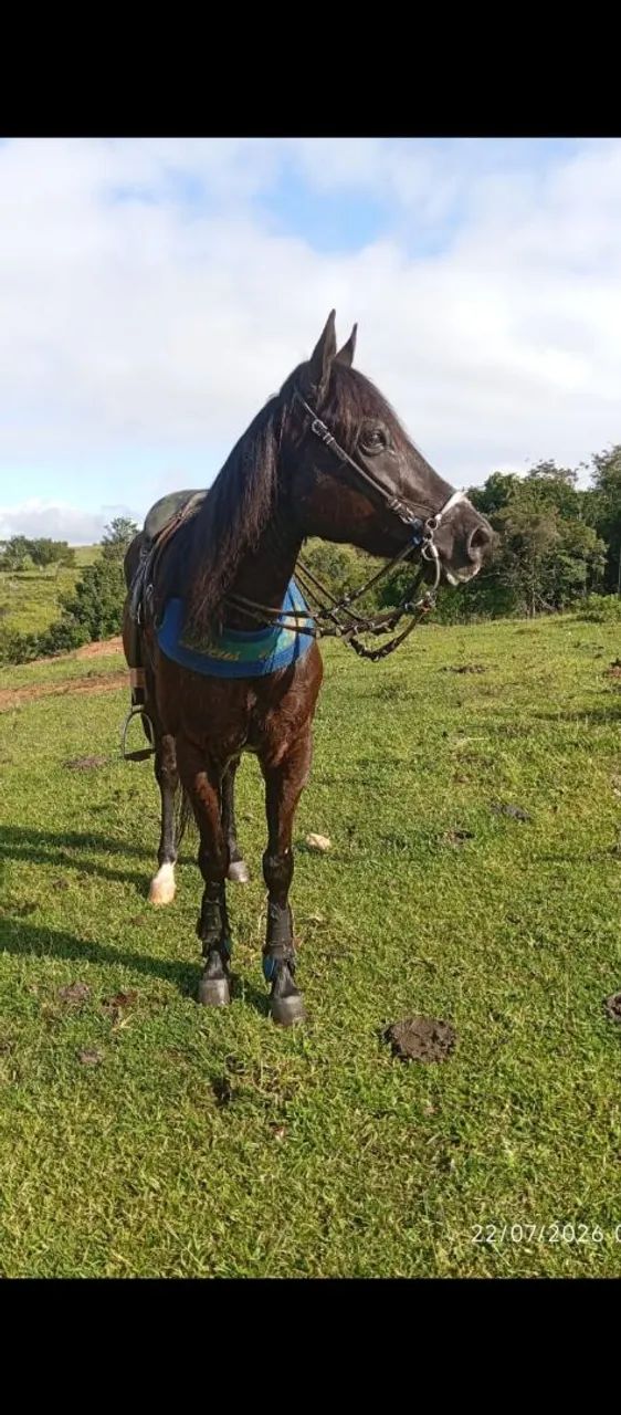 Cavalo QM - Foto 3
