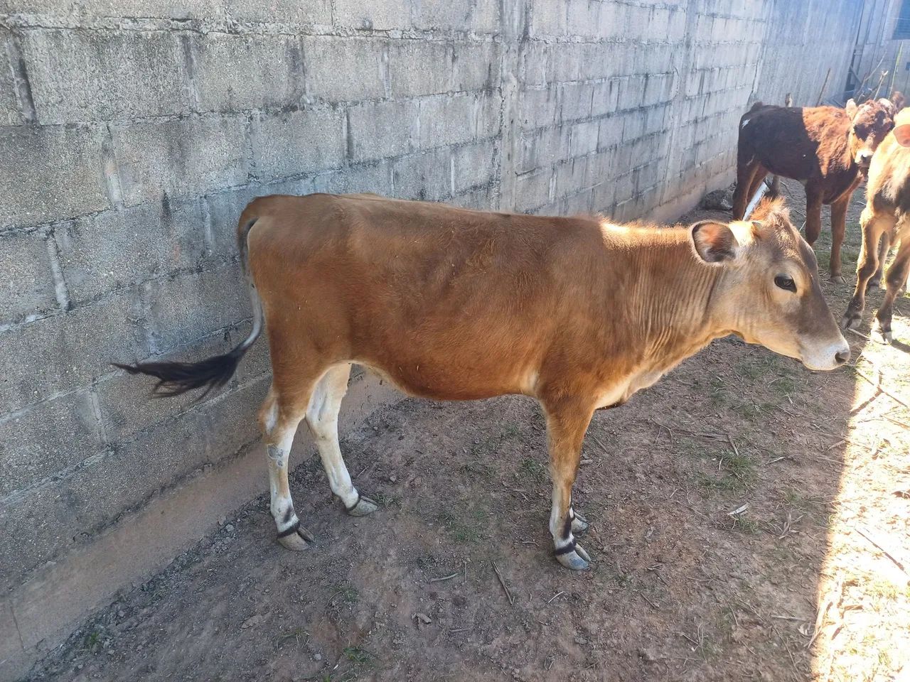Novilha - Foto 3