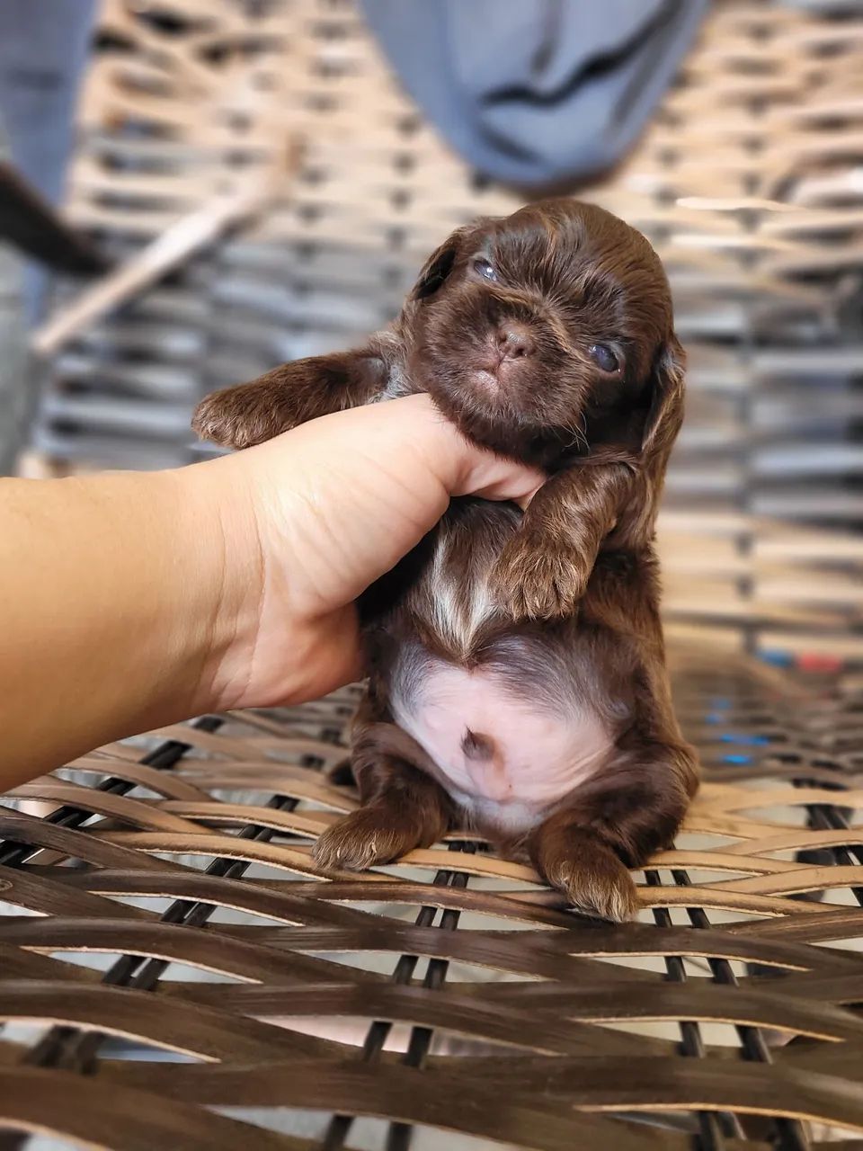 Shihtzu chocolate sólido 