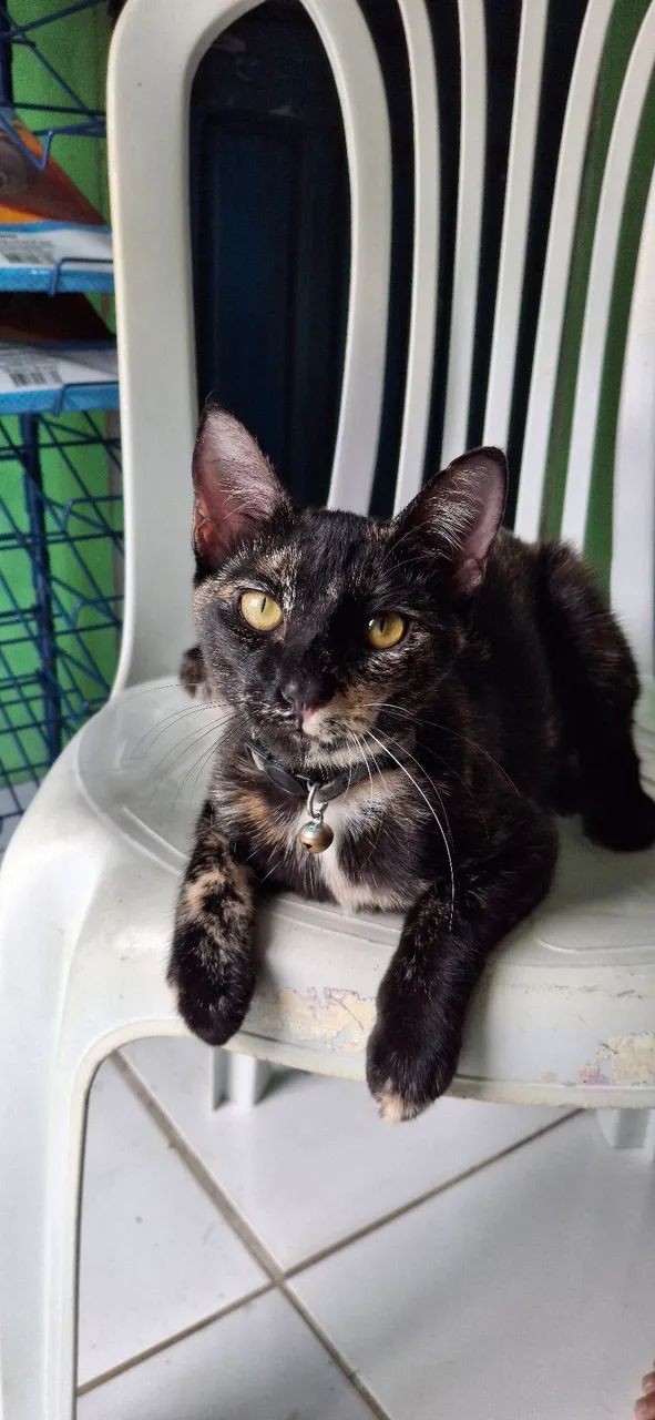 Doa-se essa linda gatinha