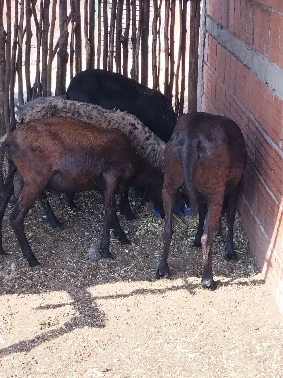 Santa Inês pra vender  - Foto 2