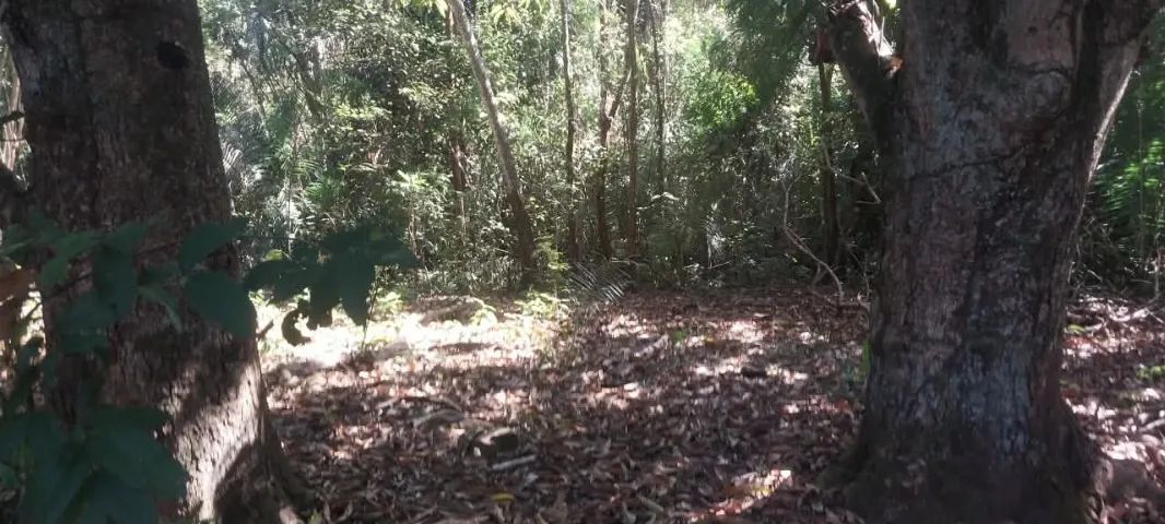 Venda de Terra - Foto 3
