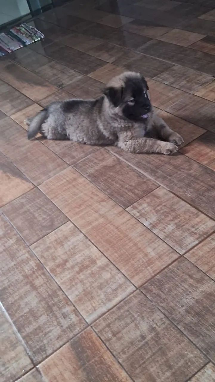Cachorro Chow chow