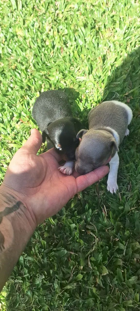 Filhotes de pinscher zero 