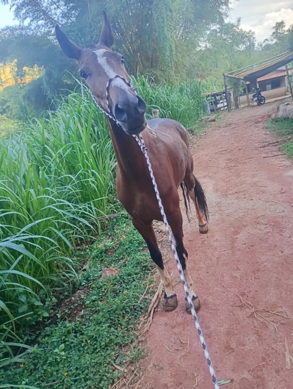 Égua  - Foto 4