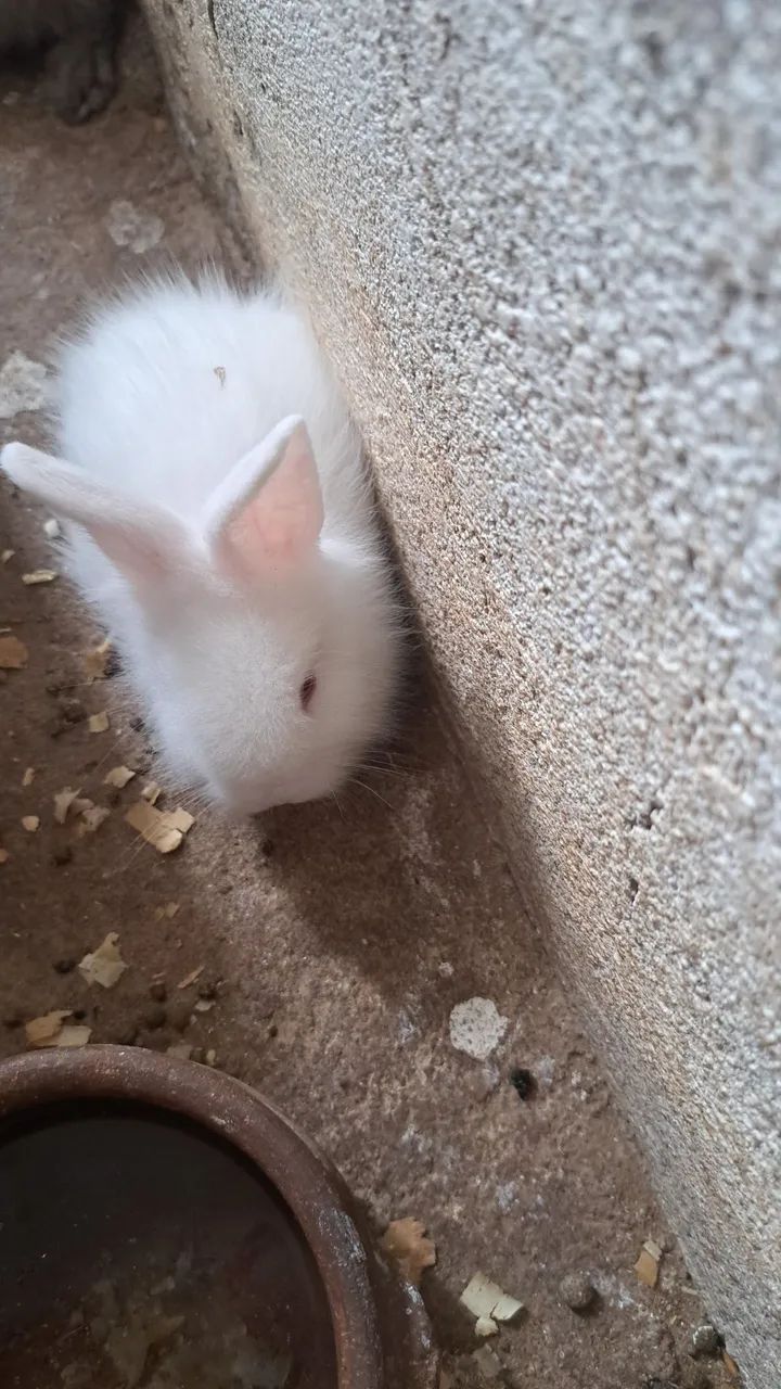Filhotes 