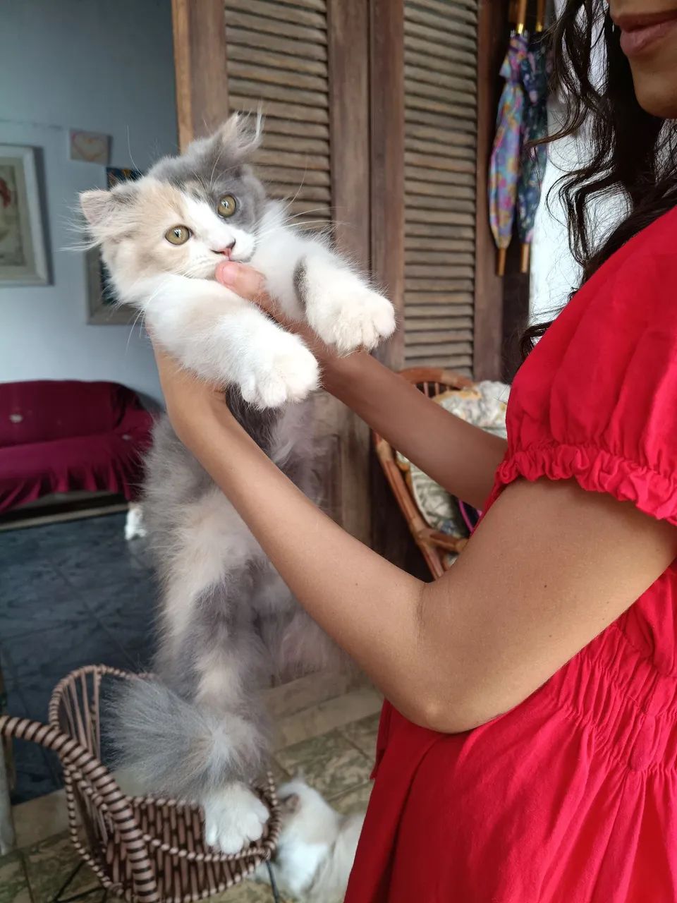 Uma gatinha persa - Foto 2