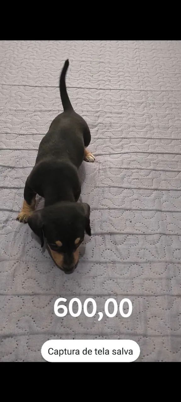 Dachshund (filhotes) - Foto 5