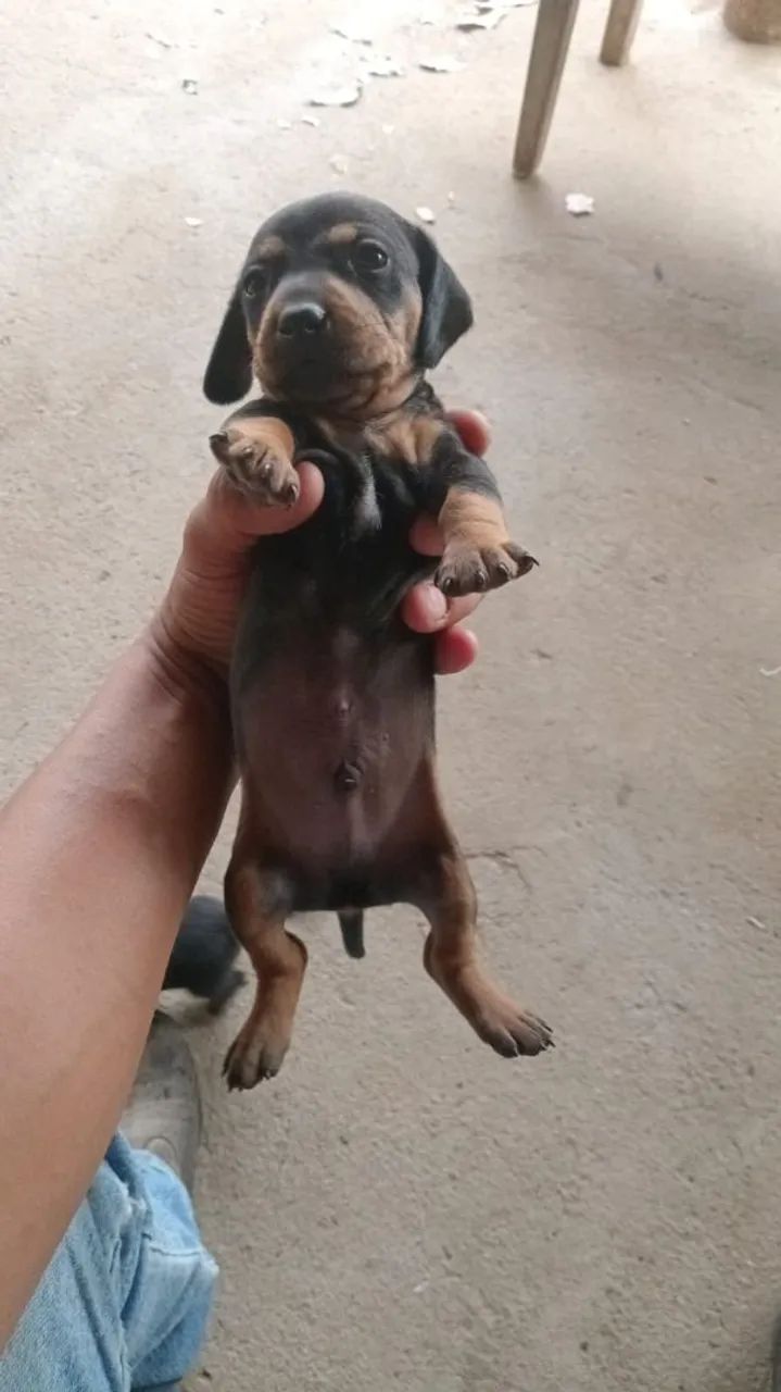 Cachorro Cofap Dachshund - Foto 3