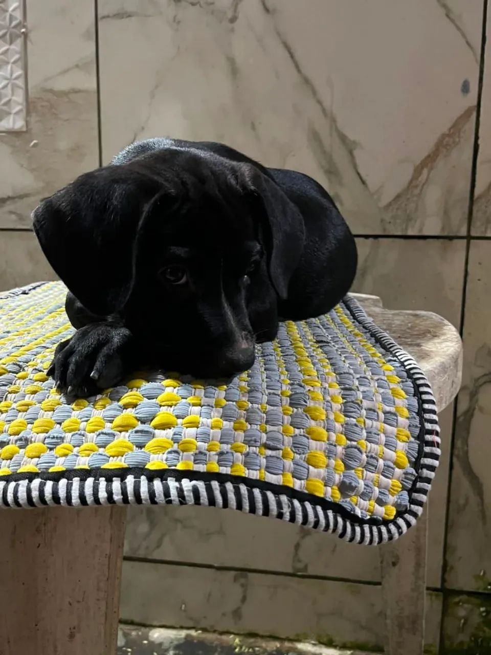 Cachorros  - Foto 3