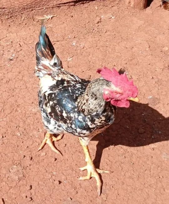 Galos caipira - Foto 2
