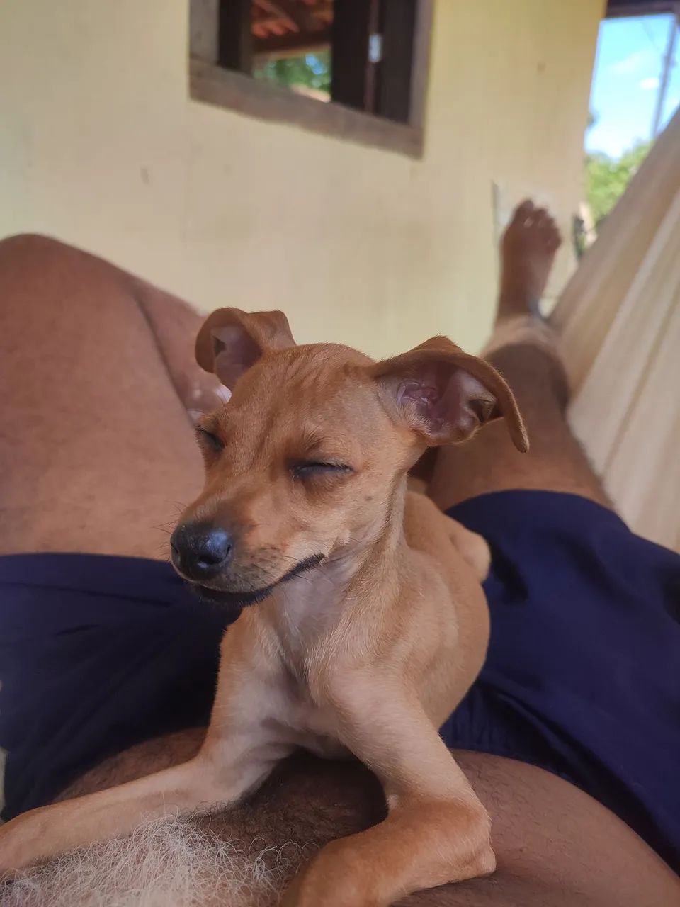 Doa- se 02 filhotes de Pincher com Fox paulistinha . - Foto 4