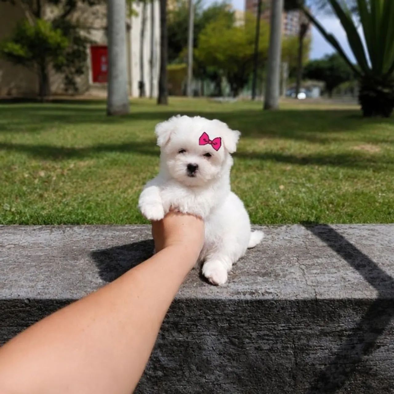Maltês Micro Legítimos com Pedigree 