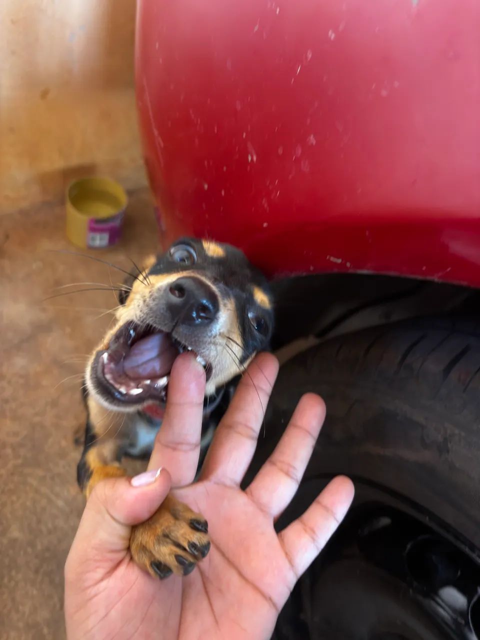 Vendo Pinscher  - Foto 4