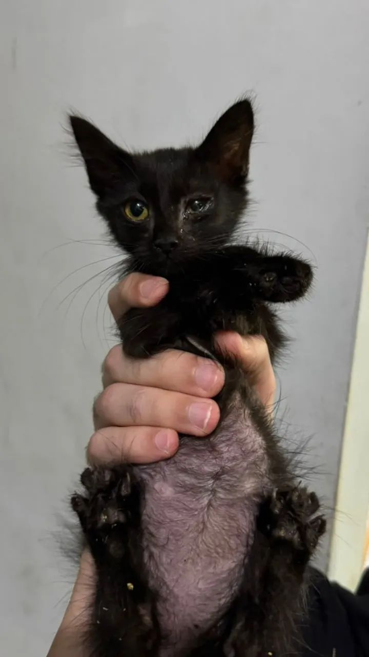 Gatinhos para adoção