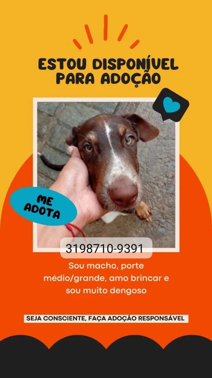Adoção responsável de Cães 