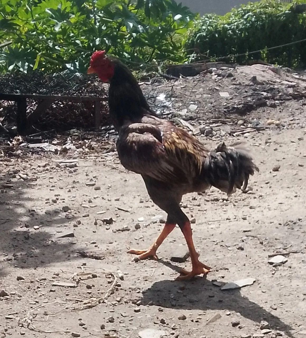 Galo Índio 