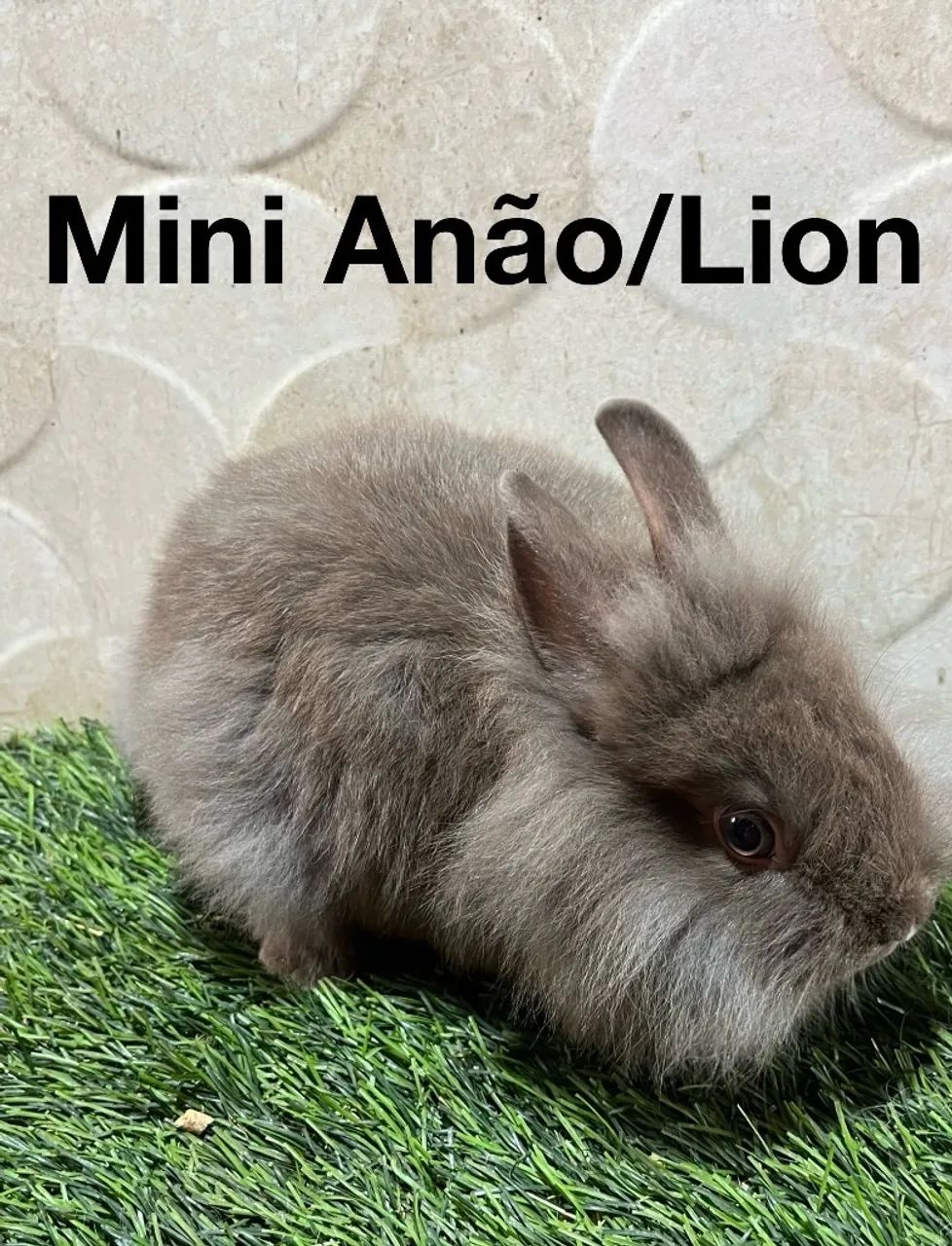 Mini coelhos