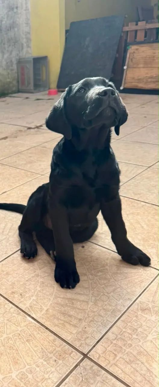 Labrador - Foto 2