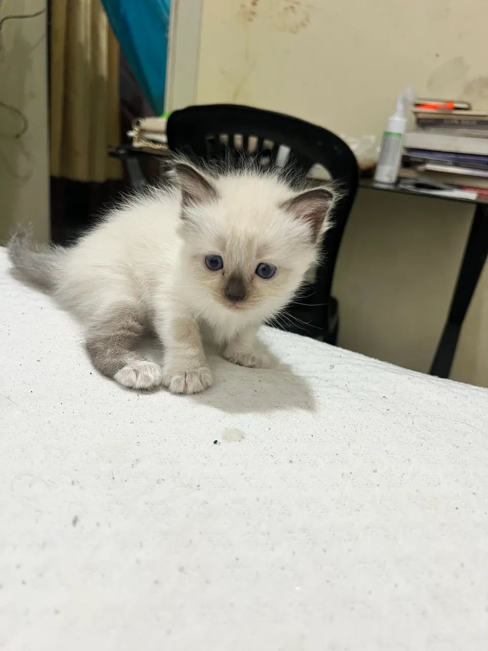 Gatos, Vó PERSA  - Foto 5