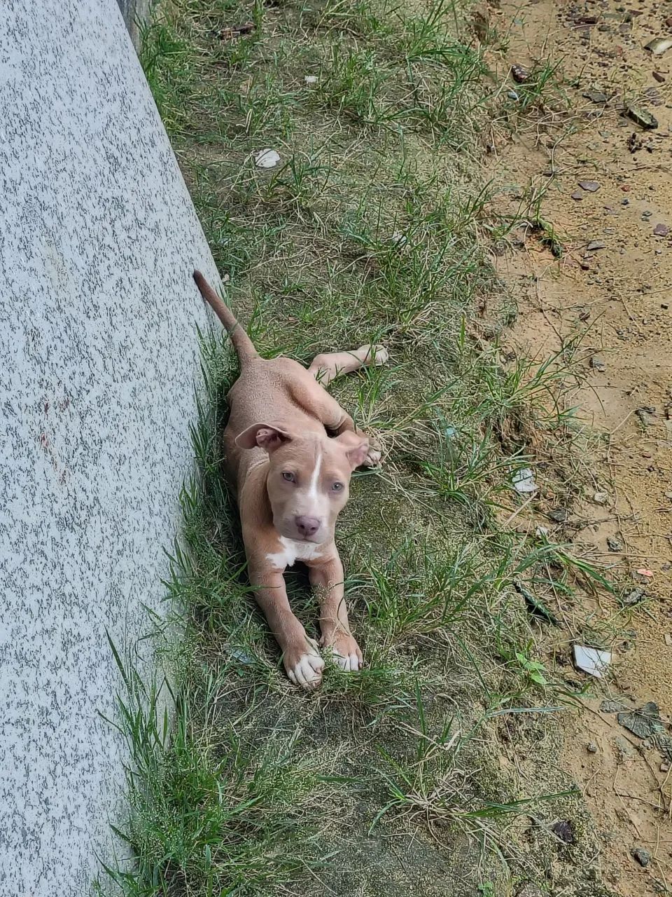Pitbull imunizado  - Foto 3