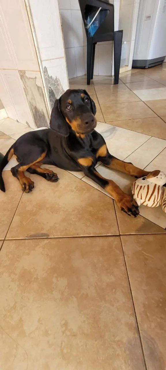 Filhote Fêmea de Doberman - Socializada, saudável e acompanhada por veterinário  - Foto 2