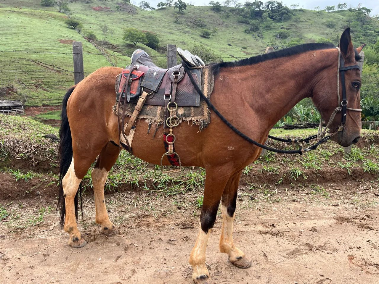 Cavalo marcha batida - Foto 6