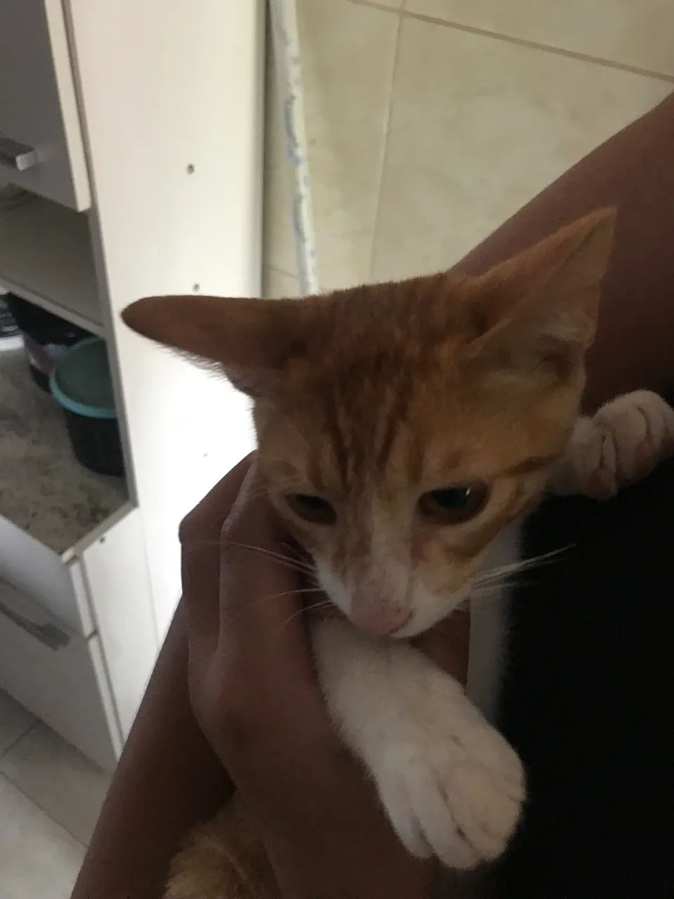 Doação de gato - Foto 5