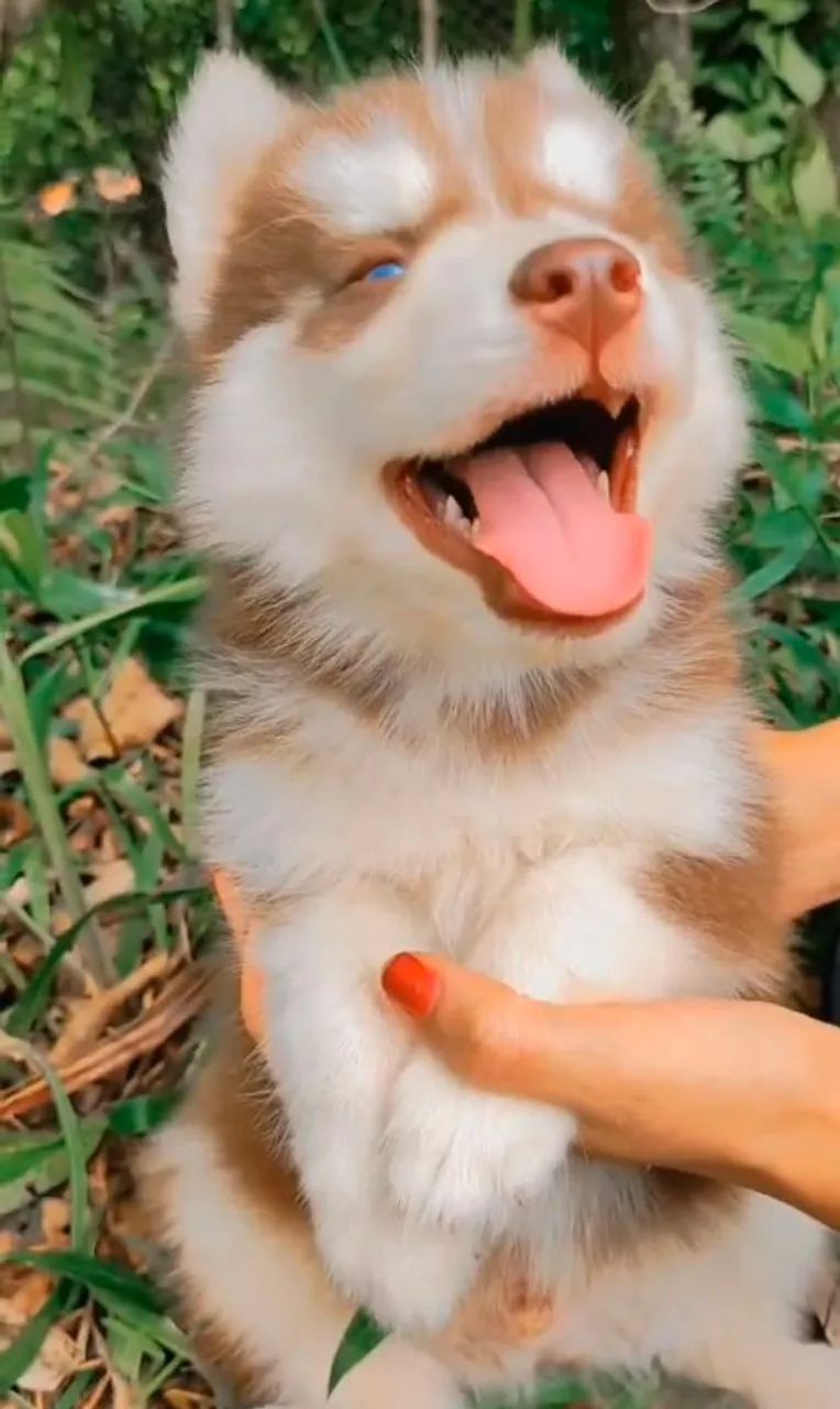 Husky macho disponíveis a pronta entrega - Foto 2