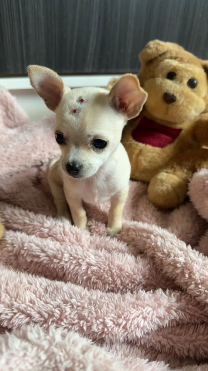 Chihuahua  - Foto 3