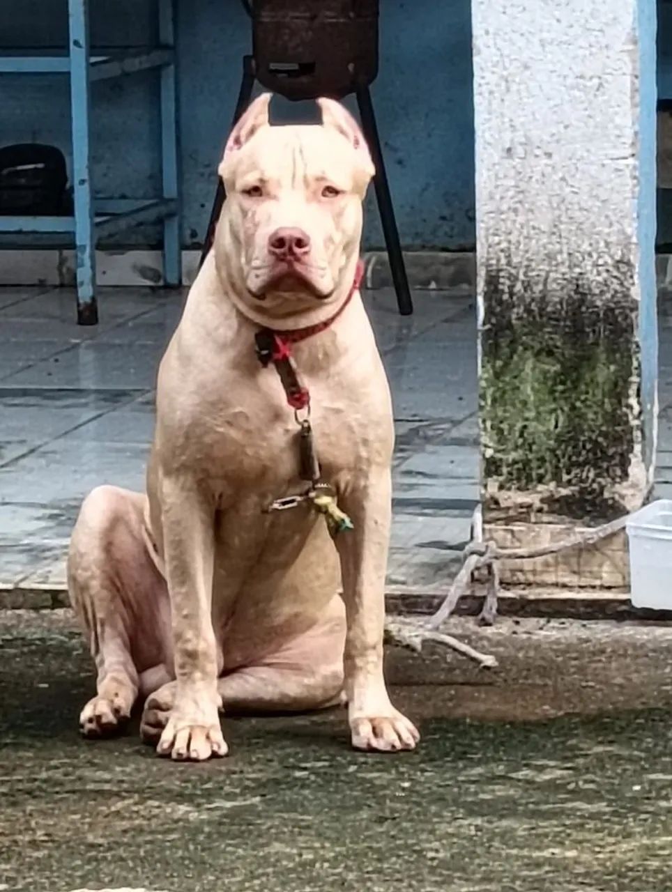 Cachorro Pit Bull Monster