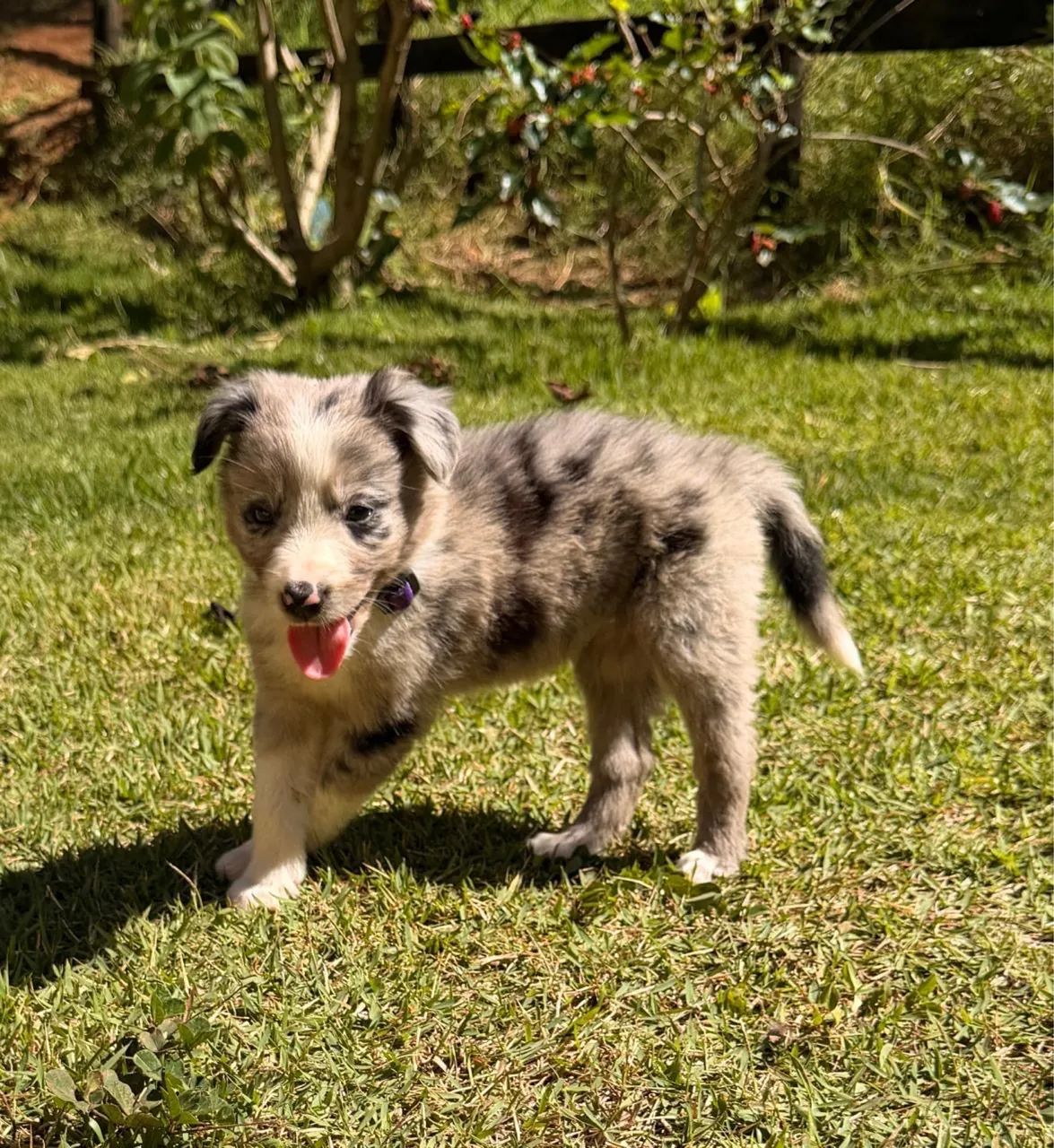 Boder collie  - Foto 3