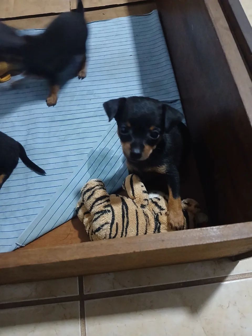 cachorros fêmeas pinscher - Foto 2
