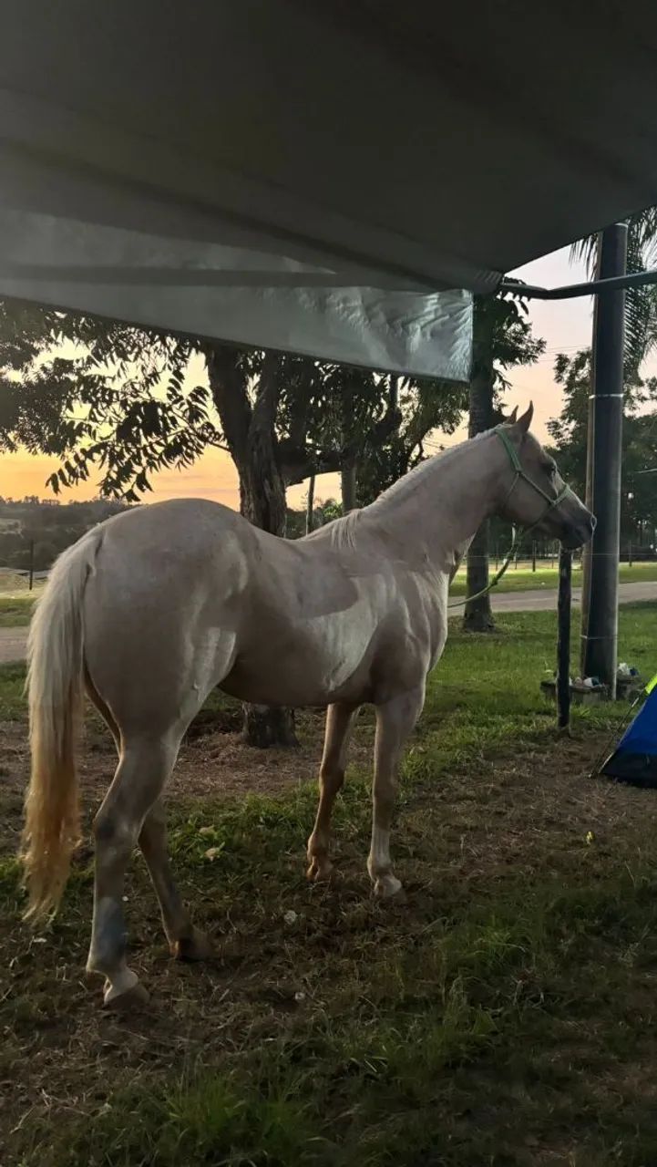 Cavalo  - Foto 3