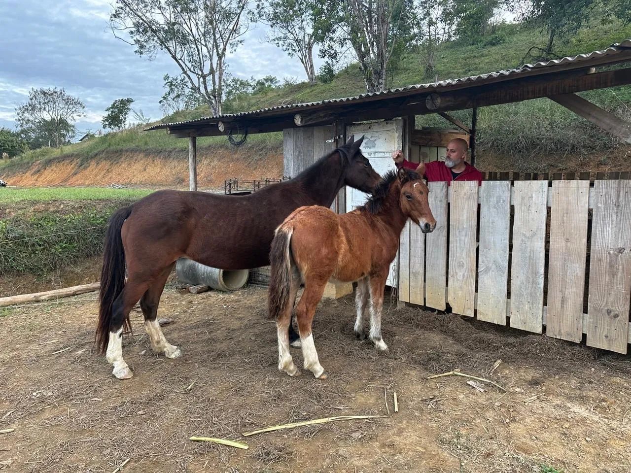Vendo Potrinho  - Foto 2