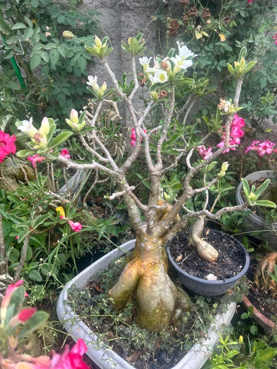 Rosa do deserto  - Foto 2