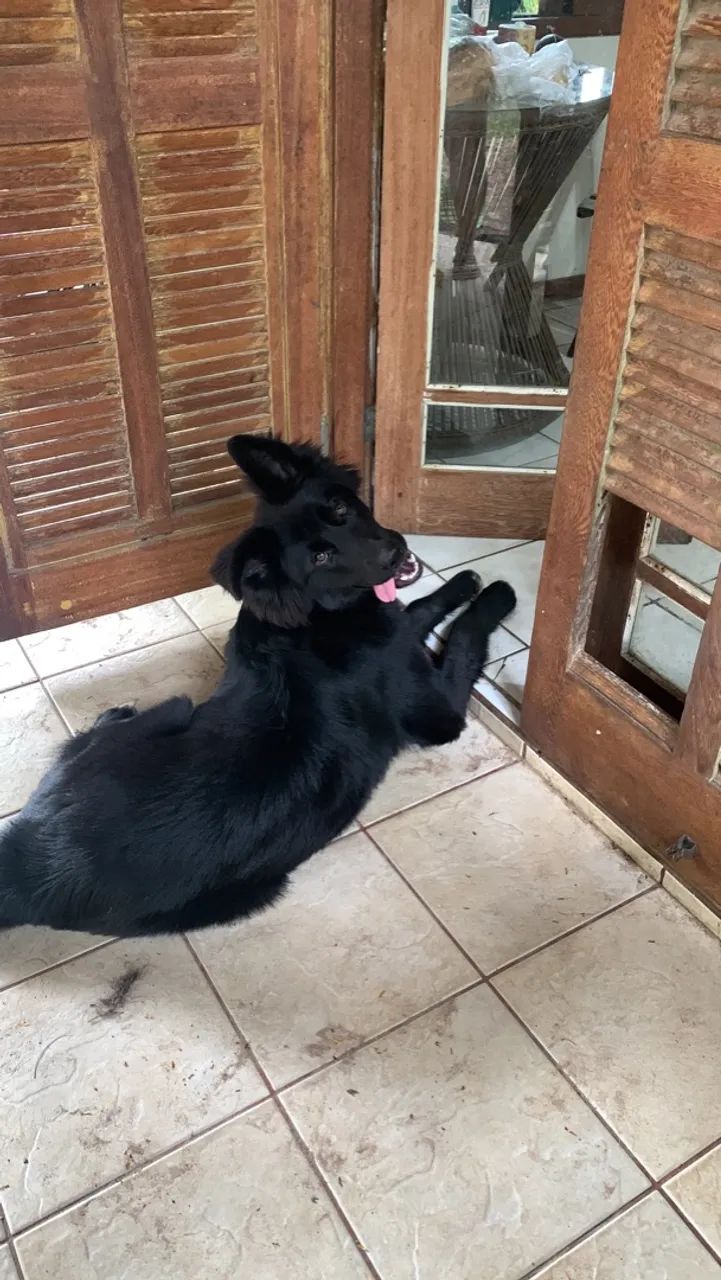 Doação responsável  - Foto 3
